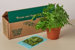 House Plant Box - featured