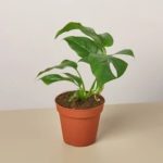 Philodendron Mini Monstera Minima - 4" Pot