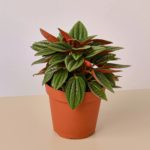 Peperomia Rosso - 4" Pot